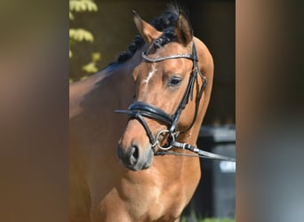 Poni alemán, Caballo castrado, 3 años, 146 cm, Bayo