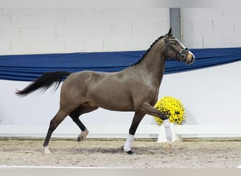 Poni alemán, Caballo castrado, 3 años, 146 cm, Bayo