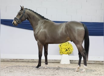 Poni alemán, Caballo castrado, 3 años, 146 cm, Bayo