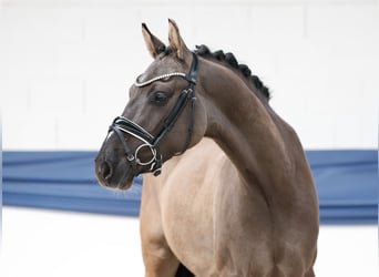 Poni alemán, Caballo castrado, 3 años, 146 cm, Bayo