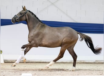Poni alemán, Caballo castrado, 3 años, 146 cm, Bayo
