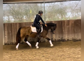 Poni alemán, Caballo castrado, 3 años, 146 cm, Buckskin/Bayo