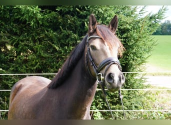 Poni alemán, Caballo castrado, 3 años, 146 cm, Buckskin/Bayo