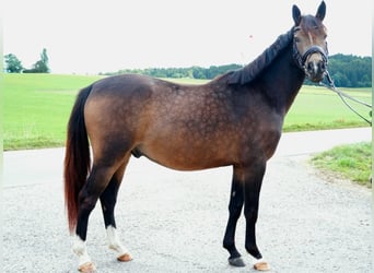 Poni alemán, Caballo castrado, 3 años, 146 cm, Buckskin/Bayo