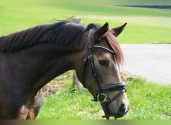 Poni alemán, Caballo castrado, 3 años, 146 cm, Buckskin/Bayo