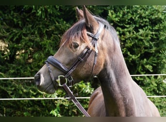 Poni alemán, Caballo castrado, 3 años, 146 cm, Buckskin/Bayo