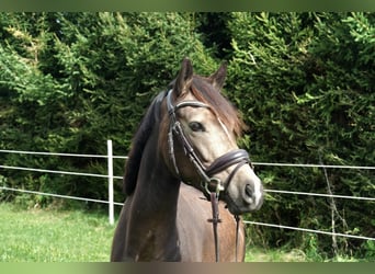 Poni alemán, Caballo castrado, 3 años, 146 cm, Buckskin/Bayo