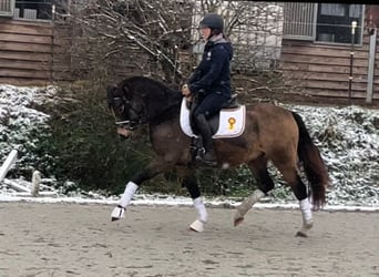 Poni alemán, Caballo castrado, 3 años, 146 cm, Buckskin/Bayo