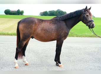 Poni alemán, Caballo castrado, 3 años, 146 cm, Buckskin/Bayo