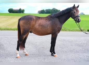 Poni alemán, Caballo castrado, 3 años, 146 cm, Buckskin/Bayo