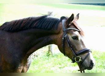 Poni alemán, Caballo castrado, 3 años, 146 cm, Buckskin/Bayo