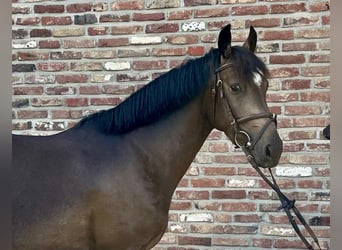 Poni alemán, Caballo castrado, 3 años, 146 cm, Buckskin/Bayo