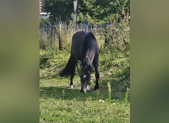 Poni alemán, Caballo castrado, 3 años, 146 cm, Buckskin/Bayo