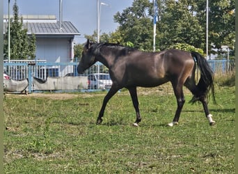 Poni alemán, Caballo castrado, 3 años, 146 cm, Buckskin/Bayo