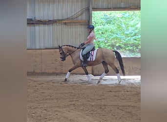 Poni alemán, Caballo castrado, 3 años, 146 cm, Buckskin/Bayo