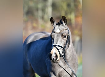 Poni alemán, Caballo castrado, 3 años, 146 cm