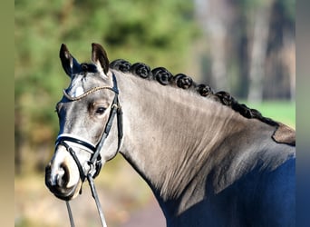Poni alemán, Caballo castrado, 3 años, 146 cm