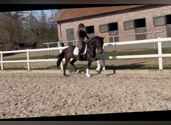 Poni alemán, Caballo castrado, 3 años, 146 cm, Castaño