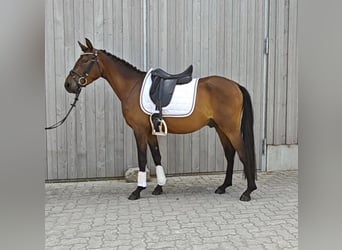 Poni alemán, Caballo castrado, 3 años, 146 cm, Castaño oscuro
