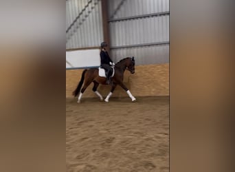 Poni alemán, Caballo castrado, 3 años, 146 cm, Castaño oscuro