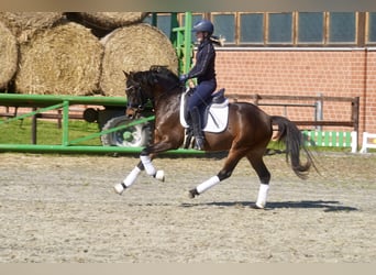 Poni alemán, Caballo castrado, 3 años, 146 cm, Castaño oscuro