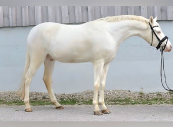 Poni alemán, Caballo castrado, 3 años, 146 cm, Cremello