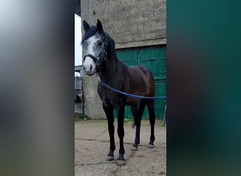 Poni alemán, Caballo castrado, 3 años, 146 cm, Musgo