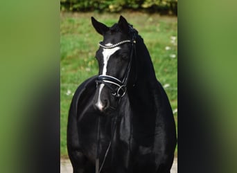Poni alemán, Caballo castrado, 3 años, 146 cm, Negro
