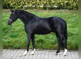 Poni alemán, Caballo castrado, 3 años, 146 cm, Negro