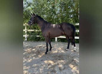 Poni alemán, Caballo castrado, 3 años, 146 cm, Negro