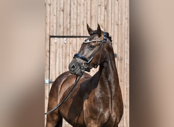Poni alemán, Caballo castrado, 3 años, 146 cm, Negro