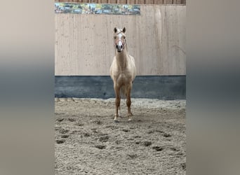 Poni alemán, Caballo castrado, 3 años, 146 cm, Palomino