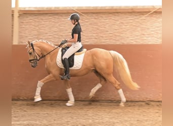 Poni alemán, Caballo castrado, 3 años, 146 cm, Palomino