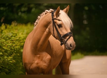 Poni alemán, Caballo castrado, 3 años, 146 cm, Palomino
