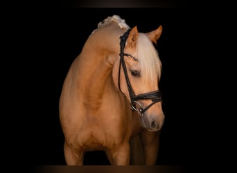 Poni alemán, Caballo castrado, 3 años, 146 cm, Palomino