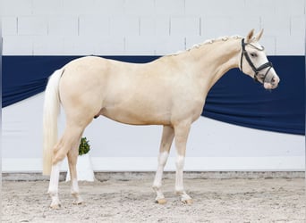 Poni alemán, Caballo castrado, 3 años, 146 cm, Palomino