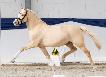 Poni alemán, Caballo castrado, 3 años, 146 cm, Palomino