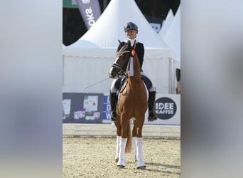 Poni alemán, Caballo castrado, 3 años, 147 cm, Alazán