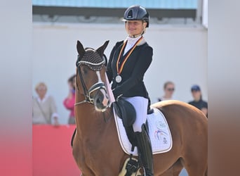 Poni alemán, Caballo castrado, 3 años, 147 cm, Alazán