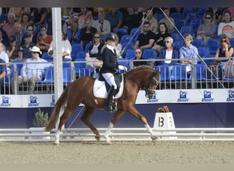 Poni alemán, Caballo castrado, 3 años, 147 cm, Alazán