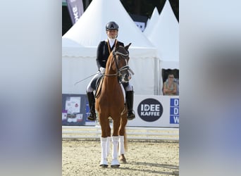 Poni alemán, Caballo castrado, 3 años, 147 cm, Alazán