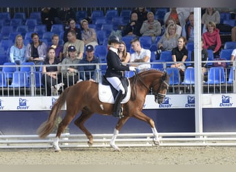 Poni alemán, Caballo castrado, 3 años, 147 cm, Alazán