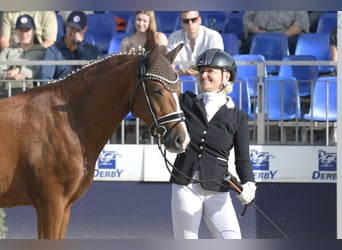 Poni alemán, Caballo castrado, 3 años, 147 cm, Alazán