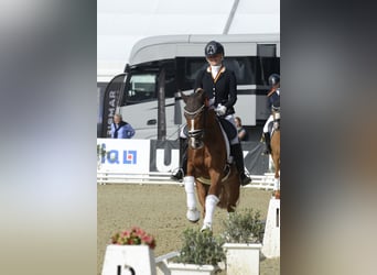 Poni alemán, Caballo castrado, 3 años, 147 cm, Alazán