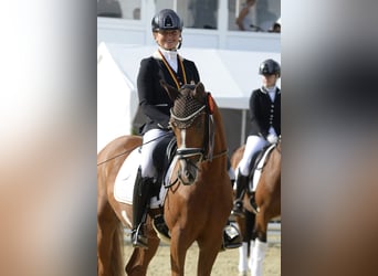 Poni alemán, Caballo castrado, 3 años, 147 cm, Alazán