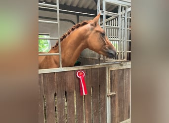 Poni alemán, Caballo castrado, 3 años, 147 cm, Alazán