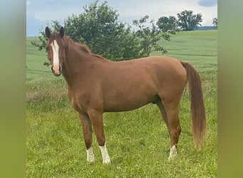 Poni alemán, Caballo castrado, 3 años, 147 cm, Alazán