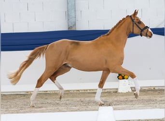 Poni alemán, Caballo castrado, 3 años, 147 cm, Alazán
