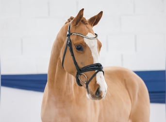 Poni alemán, Caballo castrado, 3 años, 147 cm, Alazán