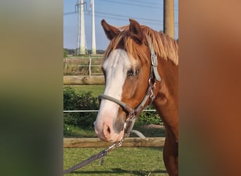 Poni alemán, Caballo castrado, 3 años, 147 cm, Alazán